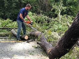 Best Stump Grinding and Removal  in Stanwood, WA