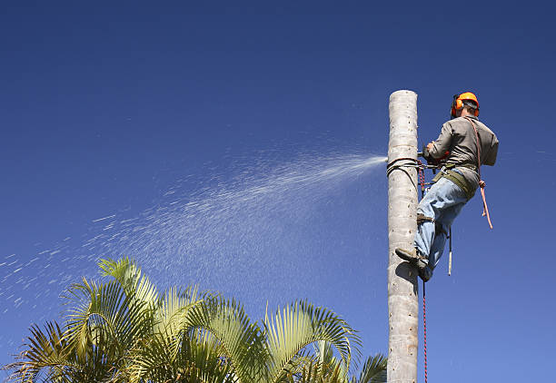  Stanwood, WA Tree Care Pros